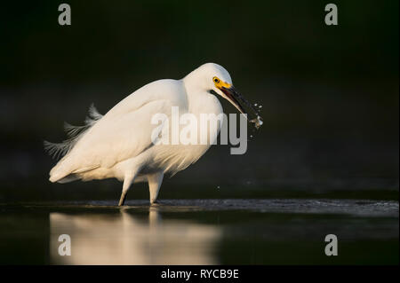 Une lumière blanche Aigrette neigeuse captures une petite boule d'or dans le soleil du matin avec un fond sombre. Banque D'Images