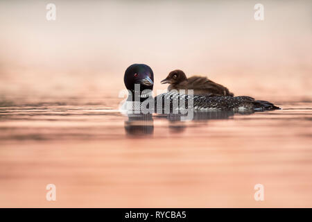 Un plongeon commun d'obtenir un tour gratuit autour à l'arrière de son parent pour profiter du magnifique lever du soleil avec des tons roses dans l'eau. Banque D'Images