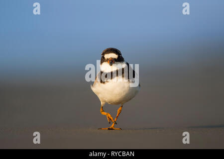 Un pluvier semipalmé marche à droite de l'appareil photo avec son une jambe vers le haut sur une plage de sable dans le soleil du matin avec un fond bleu. Banque D'Images