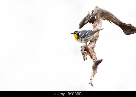 Une Paruline à gorge jaune perché sur une branche morte contre un solide fond blanc. Banque D'Images