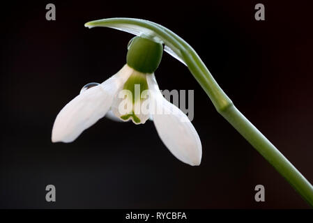 GALANTHUS ELWESII Banque D'Images