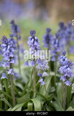 HYACINTHOIDES HISPANICA Banque D'Images