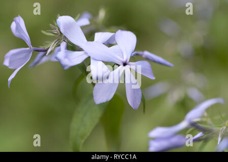 PHLOX DIVARICATA NUAGES DE PARFUM Banque D'Images