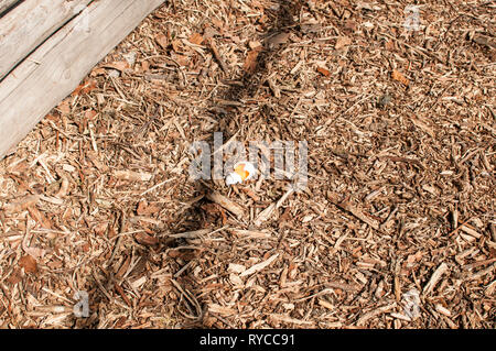 Oeuf cassé se trouve sur le sol de la forêt Banque D'Images