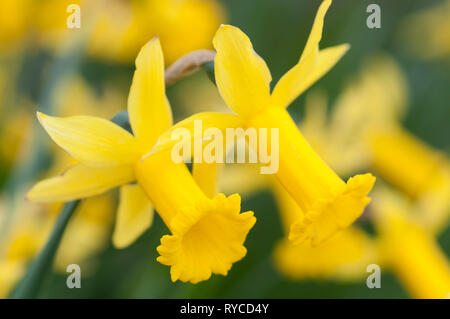 NARCISSUS CYCLAMINEUS VOYEUR Banque D'Images