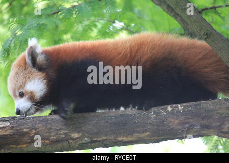 Panda rouge Banque D'Images