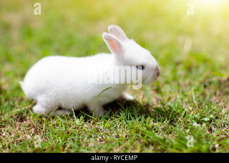 Bébé lapin mange de l'herbe outdoor le jour d'été ensoleillé. Lapin de Pâques dans le jardin. Accueil pet pour enfant. Cute pets les animaux et pour les familles avec enfants. Banque D'Images