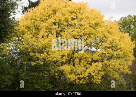 QUERCUS RUBRA AUREA Banque D'Images