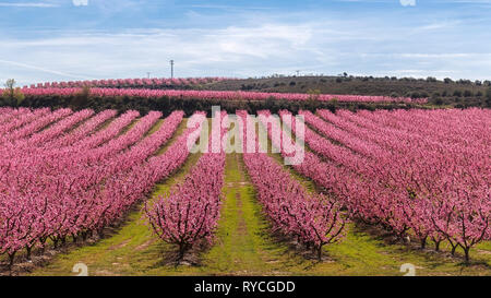 Pêchers en fleurs au début du printemps en Aitona, Catalogne Banque D'Images