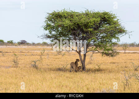 Les guépards en vertu de l'arbre dans le parc d'Etosha, Namibie Banque D'Images