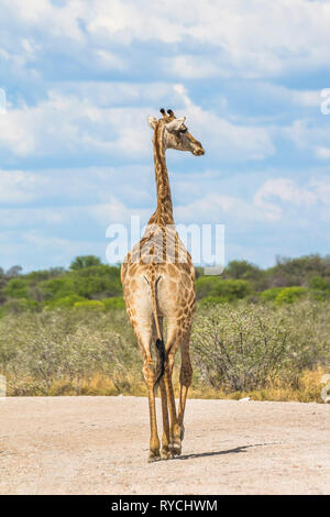 Girafe sur la route dans le parc d'Etosha, Namibie Banque D'Images
