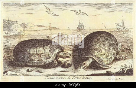 Deux tortues sur la plage, Albert Flamen, 1664 Banque D'Images