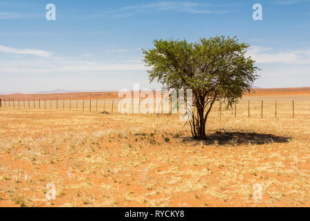 Arbre dans le vaste désert de Namibie Banque D'Images