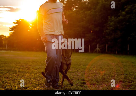 La formation d'un beau berger allemand avec une balle par un formateur man sur une journée ensoleillée dans le coucher du soleil. Banque D'Images