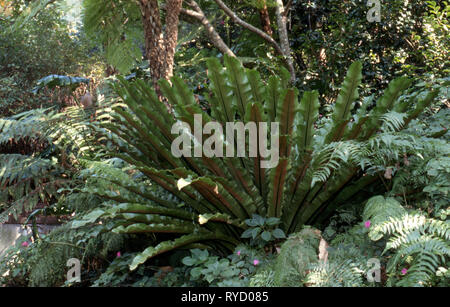 Asplenium australasicum est une espèce de fougère épiphyte trouvés dans l'Est de l'Australie. Noms communs : Bird's Nest fern et Convention du Nid-de-Vénus. Banque D'Images