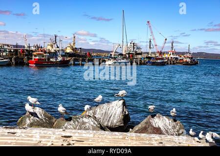 Les goélands peindre les rochers à Eden port sur deux fois la baie où les bateaux de pêche sont amarrés sur la côte sud de la Nouvelle-Galles du Sud Banque D'Images