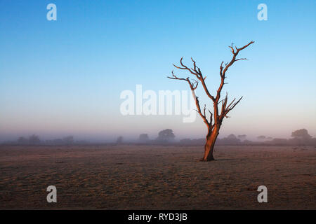 Arbre de chêne mort sur Backley Holmes dans la brume matinale du parc national New Forest Hampshire England UK en décembre 2016 Banque D'Images