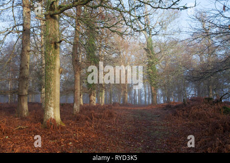 Brouillard dans Backley Enceinte avec le chêne pédonculé Quercus robur et sweet chestnut Castanea sativa Backley Enceinte Parc national New Forest Hampshire E Banque D'Images