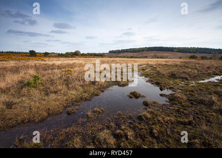 Latchmore Latchmore avec mire bas et au-delà, Hasley Enceinte Parc national New Forest, Hampshire, England, UK, avril 2017 Banque D'Images