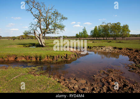 Beaulieu River et Alnus glutinosa aulne avec des poneys au-delà Longwater pelouse, parc national New Forest, Hampshire, England, UK, avril 2017 Banque D'Images