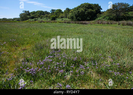 La lavande de mer commun Limonium vulgare Shipstal Point, Arne réserve RSPB, Dorset, Angleterre, Royaume-Uni, Juillet 2017 Banque D'Images