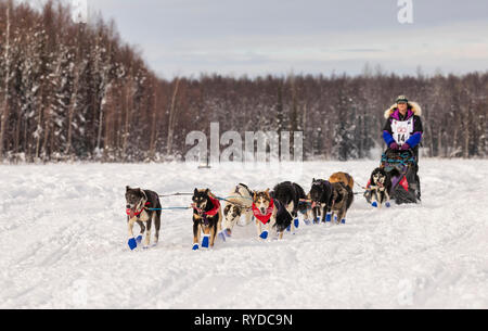 Musher Jessie Royer après le redémarrage en saule de la 47e Iditarod Trail Sled Dog Race dans le sud de l'Alaska. Banque D'Images