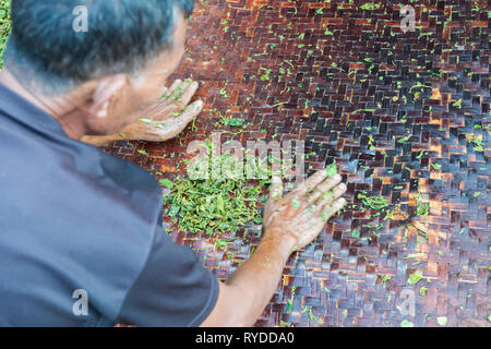 Photo horizontale de l'homme birmane traditionnelle tenant un plateau sec pendant le trekking au Lac Inle au Myanmar Banque D'Images