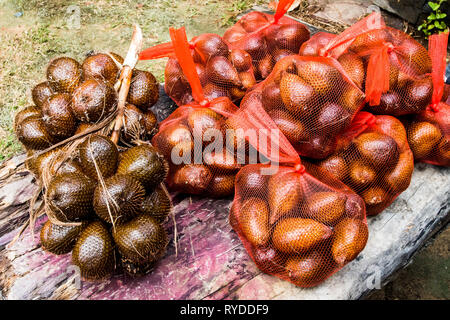 (Salak Salacca zalacca) est une espèce de palmier originaire de Java et Sumatra en Indonésie. Il est cultivé dans d'autres régions de l'Indonésie comme un aliment cr Banque D'Images