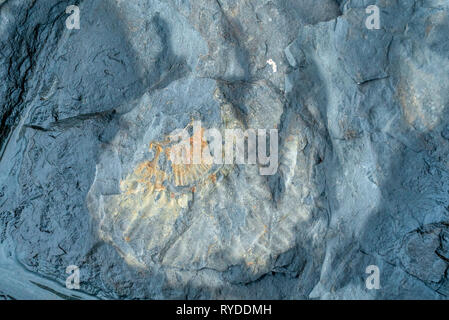 Les fossiles exposés sur l'érable Ledge lits dolomitiques à Kimmeridge Bay dans le Dorset UK Banque D'Images