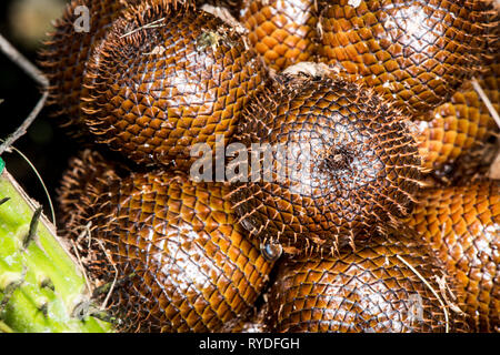 (Salak Salacca zalacca) est une espèce de palmier originaire de Java et Sumatra en Indonésie. Il est cultivé dans d'autres régions de l'Indonésie comme un aliment cr Banque D'Images