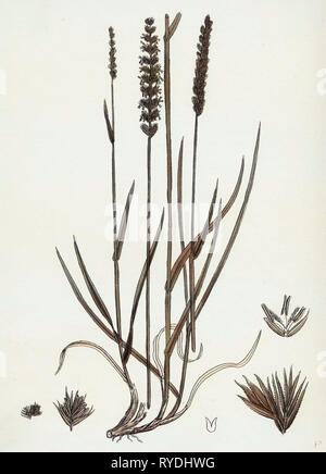 Cynosurus Cristatus Crested Dog's-Tail-Grass Banque D'Images