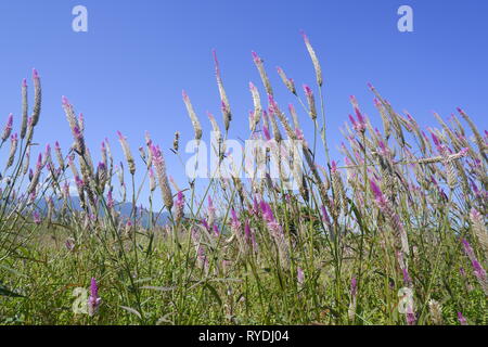 Celosia caracas - la cockscomb fleur dans la nature contre fond de ciel bleu Banque D'Images