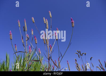 Celosia caracas - la cockscomb fleur dans la nature contre fond de ciel bleu Banque D'Images