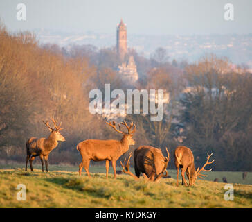 Red Deer stags de navigation d'Ashton Court au-dessus de Bristol UK sur une soirée d'hiver avec la ville et la tour Cabot dans la distance Banque D'Images