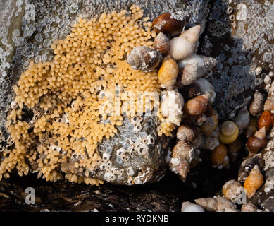 Pourpre ou winkle Nucella lapillus et les œufs exposés au-dessus des marées sur la côte sud du Pays de Galles Glamorgan Banque D'Images