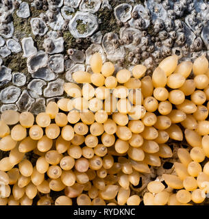 Pourpre ou winkle Nucella lapillus les œufs exposés au-dessus des marées sur la côte sud du Pays de Galles Glamorgan Banque D'Images