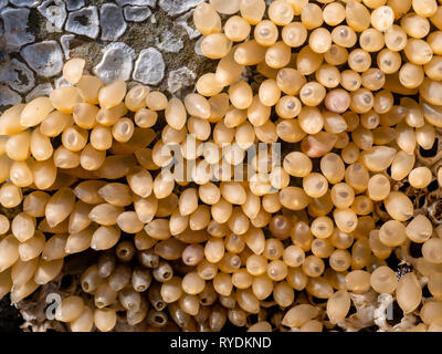 Pourpre ou winkle Nucella lapillus les œufs exposés au-dessus des marées sur la côte sud du Pays de Galles Glamorgan Banque D'Images