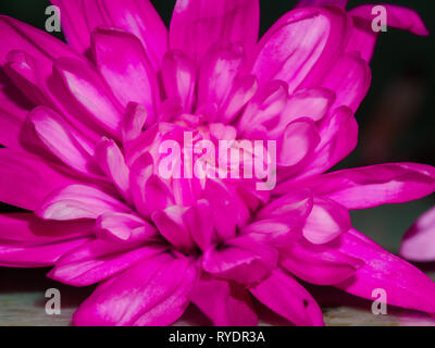 Profondément coloré lumineux magenta fleurs chrysanthème close up Banque D'Images