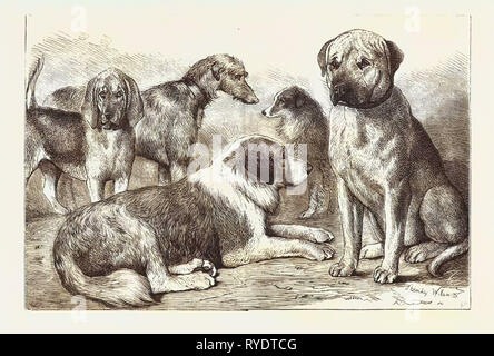 Gagnants à l'exposition du Kennel Club, au Crystal Palace, Londres, M. E. Reynolds Ray limier, ' Baron." M. C. T. Harris, Mastiff, 'Shah." Rev. G.A. Sneyd's Rough-Coated St. Ballard, 'Hector.', gravure 1876, UK, Grande-Bretagne, britannique, Europe, France, Grande Bretagne, Banque D'Images