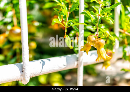 Gros plan macro de deux petites vert jaune vert sur le mûrissement des fruits de grenade en vigne jardin en été en Italie avec fence Banque D'Images