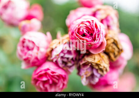 Jardin de roses avec macro closeup of bouquet de fleurs sèches flétries rose fermé dans le parc pendant la journée d'été ensoleillée et bokeh background Banque D'Images