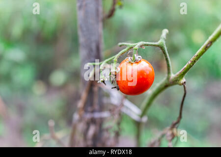 Gros plan macro mûres dodues flétris orange rouge tomate de plus en plus colorés suspendus sur la vigne au jardin des plantes malades Banque D'Images