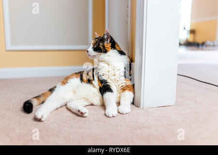 Gros plan du vieux mignon chat calico couché par mur orange jaune sur la moquette dans la maison, chambre ou appartement avec de la fourrure blanche Banque D'Images