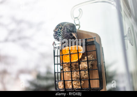 Libre de l'étourneau sansonnet oiseau perché sur le plastique de la cage métallique d'alimentation suif par fenêtre dans Virginia mangeant avec bec et la moitié d'orange Banque D'Images