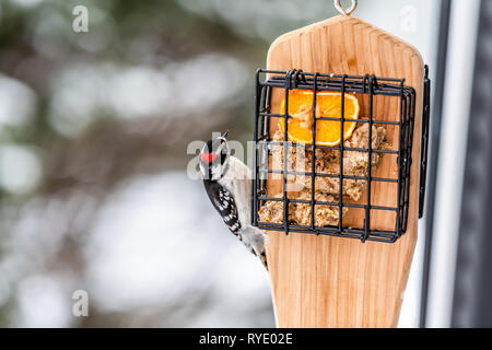 Gros plan du bois métal suet cage feeder en Virginie et pic mineur mâle, rouge couleur avec la moitié d'orange avec le beurre d'arachide et l'arrière-plan flou duri Banque D'Images