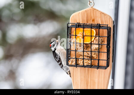 Bois métal suet cage feeder en Virginie et pic mineur mâle, rouge manger couleur orange avec bec ouvert avec la moitié du beurre d'arachide et bokeh backgroun Banque D'Images