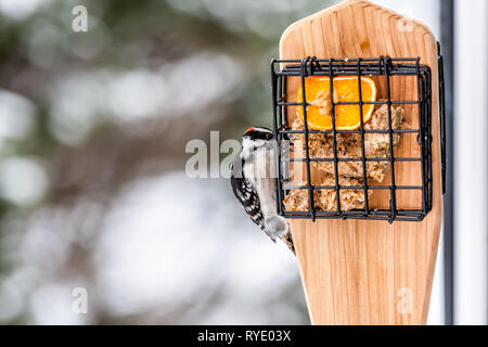 Bois métal suet cage feeder en Virginie et pic homme mange avec des demi-orange avec du beurre d'arachide et l'arrière-plan flou en hiver Banque D'Images