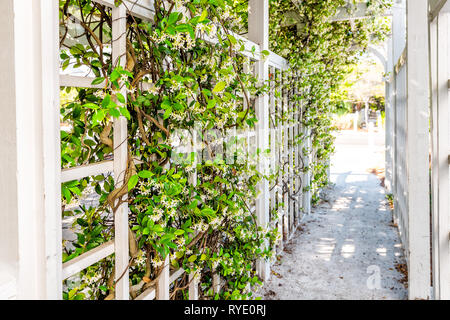 Gros plan du ressort extérieur patio jardin de fleurs clématite blanche dans la cour porche d'accueil et romantique avec pergola en bois chemin de passage en bois climbi rampante Banque D'Images