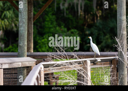 Un héron blanc oiseau aigrette perchée sur balustrade de bois clôture en Gainesville, Floride Paynes Prairie Preserve State Park Watershed Banque D'Images