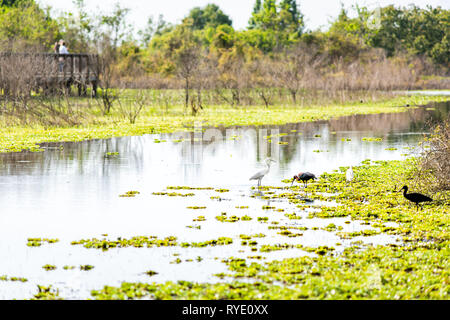 De nombreux oiseaux sauvages debout dans l'eau du marais à la recherche de nourriture de Gainesville, Floride Paynes Prairie Preserve State Park Watershed Banque D'Images